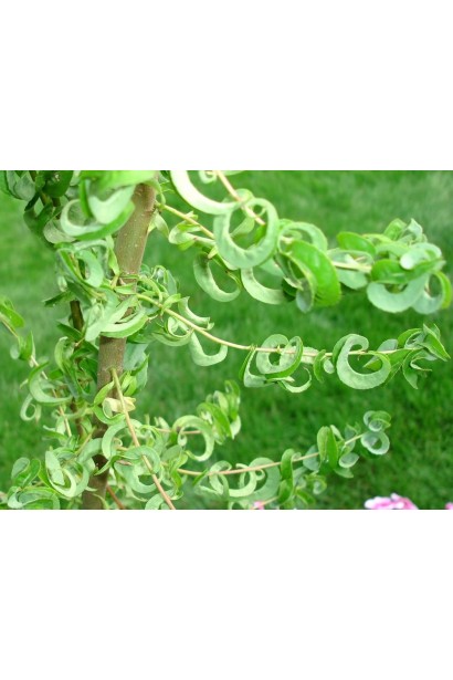 Верба вавілонська Кріспа